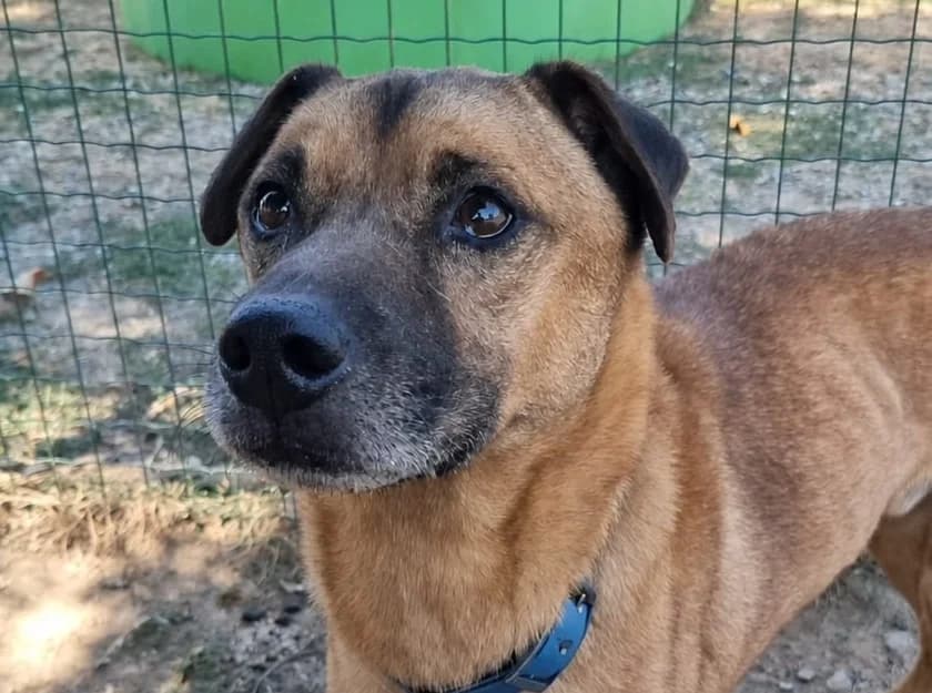 OSCAR, male 7yo mixed breed for adoption at SPA Vannes, Vannes