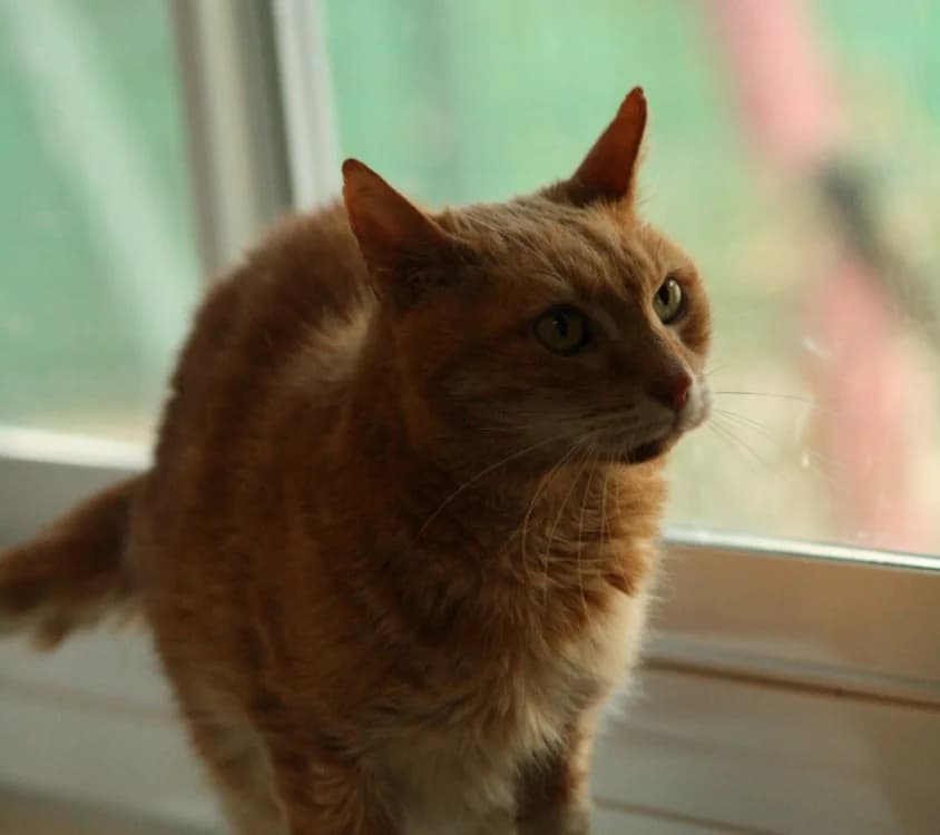 JANGO, male senior Mixed Breed for adoption at SPA Vannes, Vannes