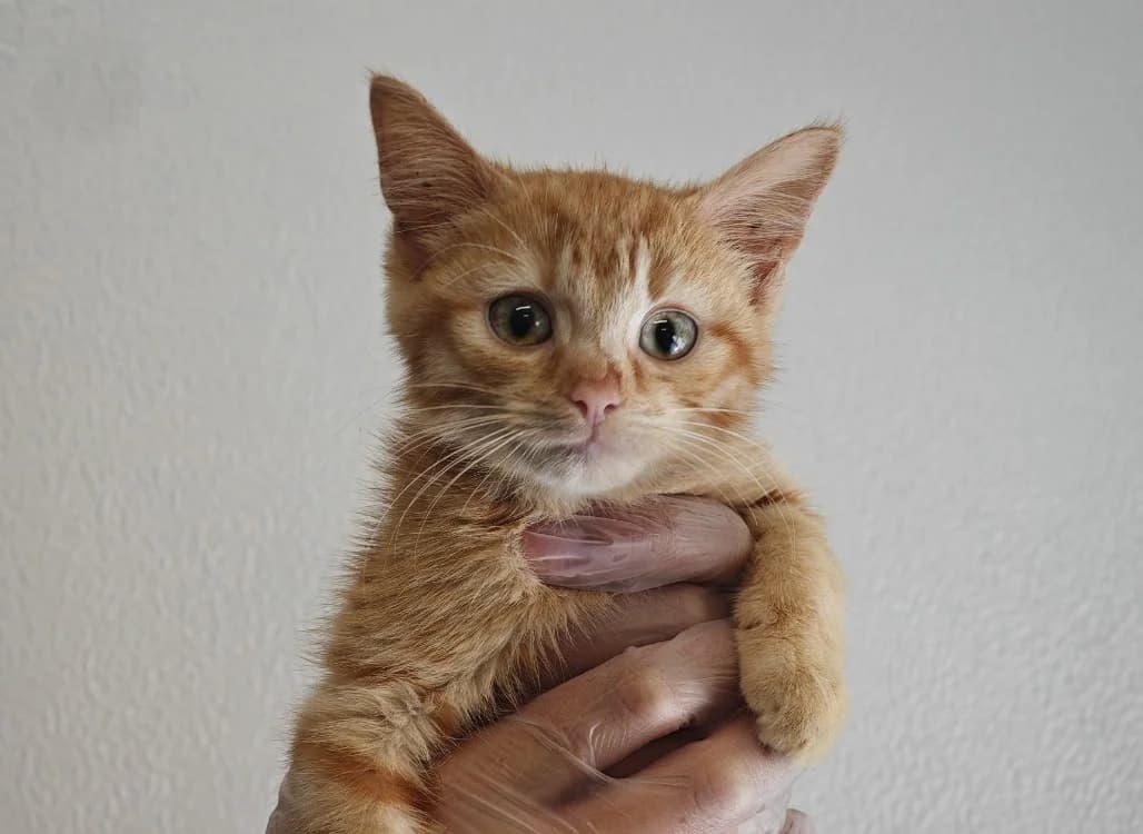 Flamme, female Mixed Breed for adoption at SPA Vannes, Vannes