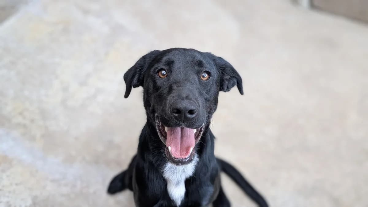 Cambouis, male Labrador Retriever for adoption at SPA Vannes, Vannes