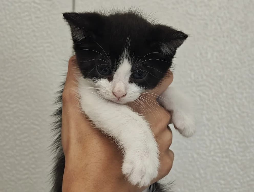 OPERA, female Mixed Breed for adoption at SPA Vannes, Vannes