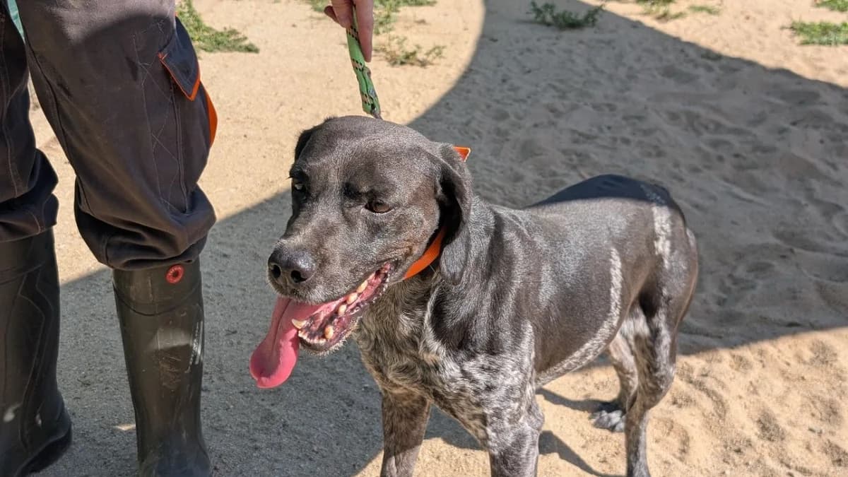 Aston, male 6yo mixed breed for adoption at SPA Vannes, Vannes