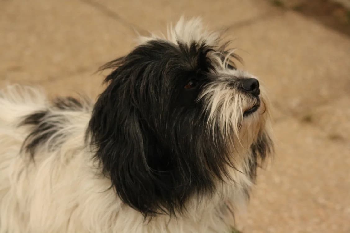 FIFI, male 5yo mixed breed for adoption at SPA Vannes, Vannes