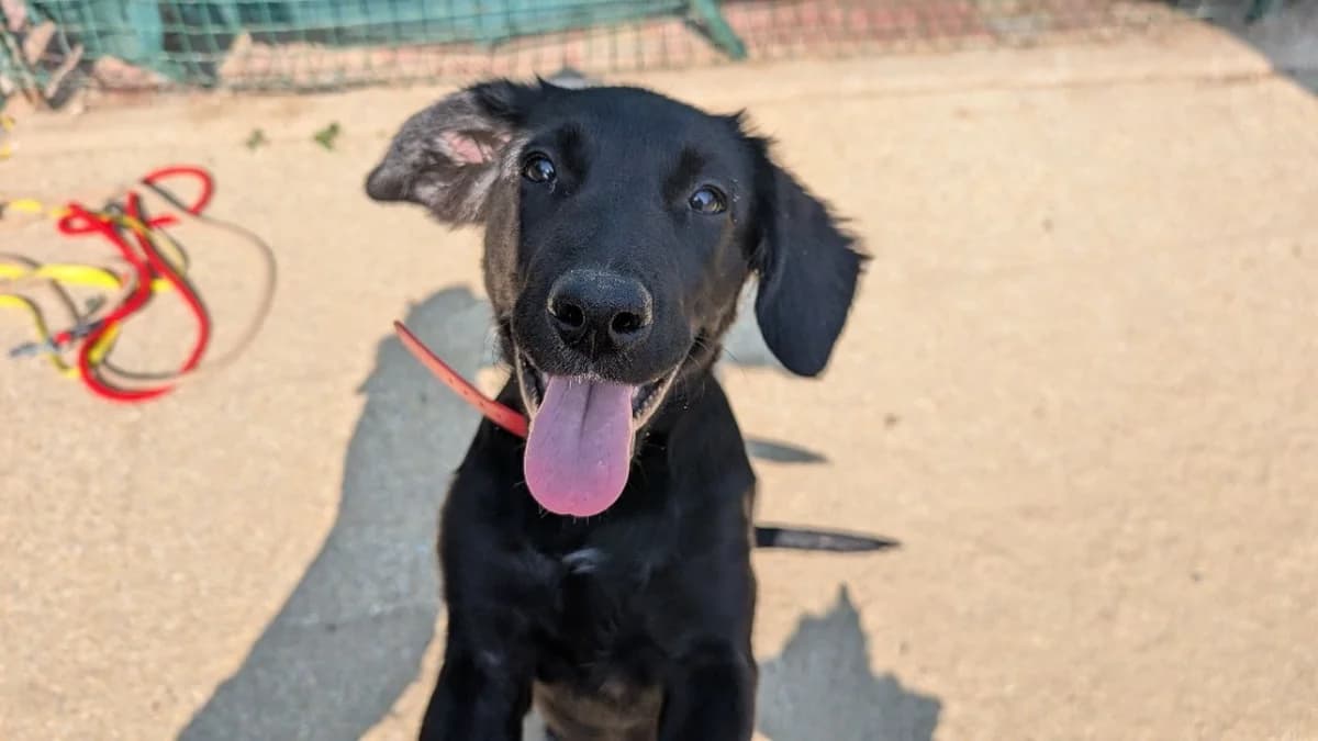 Cassis, female Mixed Breed for adoption at SPA Vannes, Vannes
