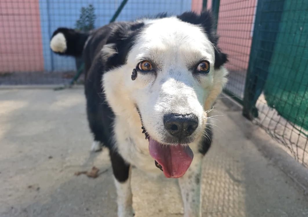 HERTON, male senior Border Collie for adoption at SPA Vannes, Vannes