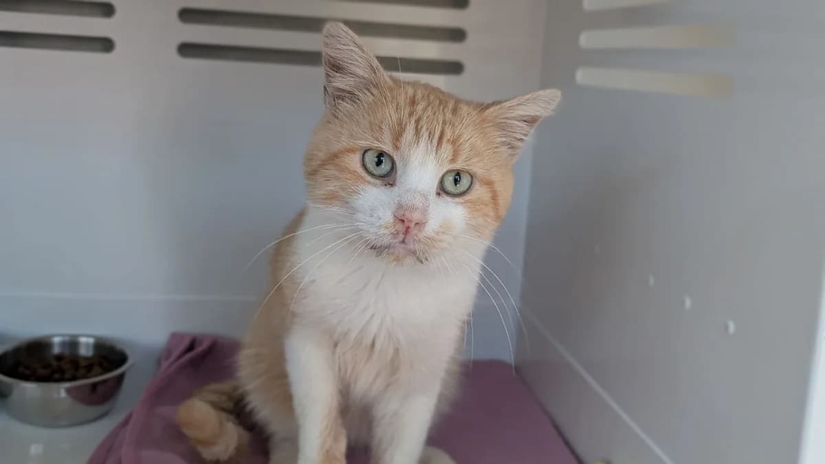 BLEUET, male 6yo Mixed Breed for adoption at SPA Vannes, Vannes
