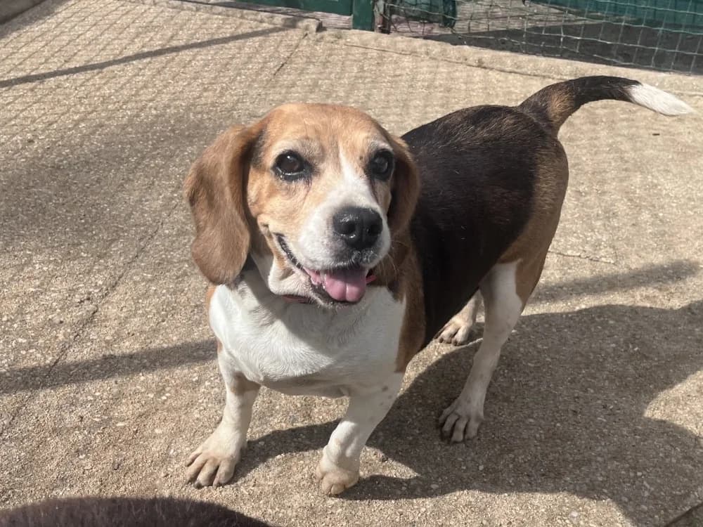 Nouzick, female senior Beagle for adoption at SPA Vannes, Vannes