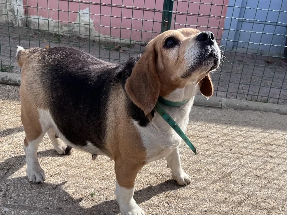 Racine, female 6yo Beagle for adoption at SPA Vannes, Vannes
