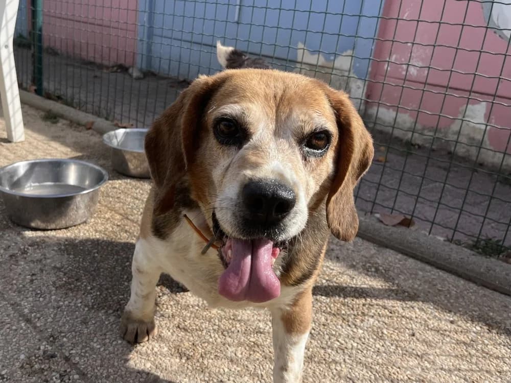 Nature, female senior Beagle for adoption at SPA Vannes, Vannes