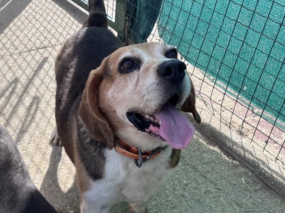Netto, male senior Beagle for adoption at SPA Vannes, Vannes