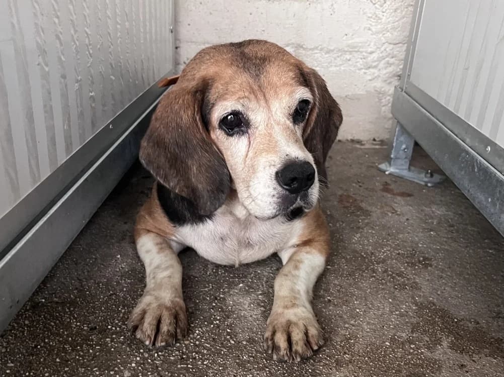 Ortie, female senior Mixed Breed for adoption at SPA Vannes, Vannes