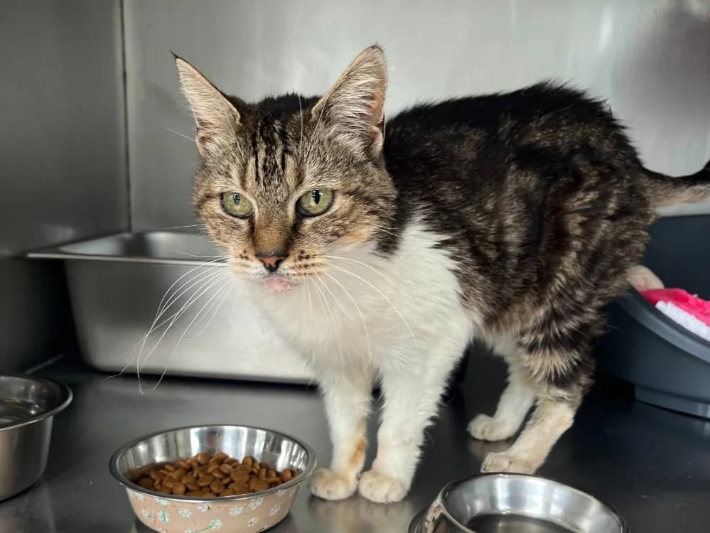 Bathilda, female senior Mixed Breed for adoption at SPA Vannes, Vannes