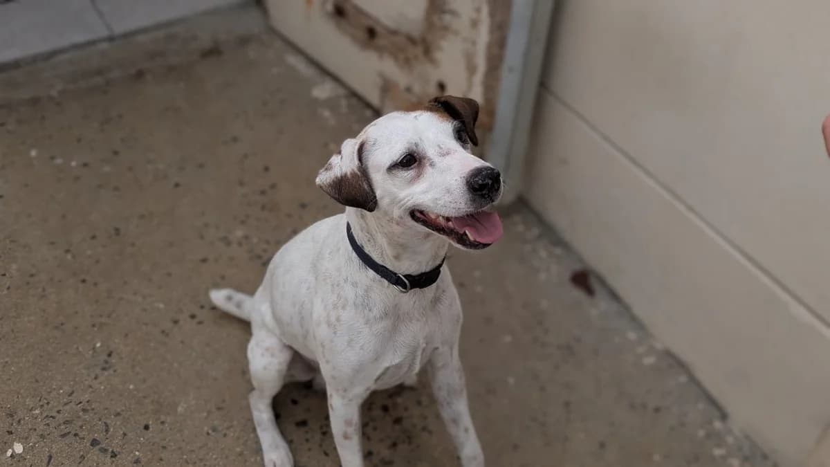 GUIPS, male 4yo Jack Russell Terrier for adoption at SPA Vannes, Vannes