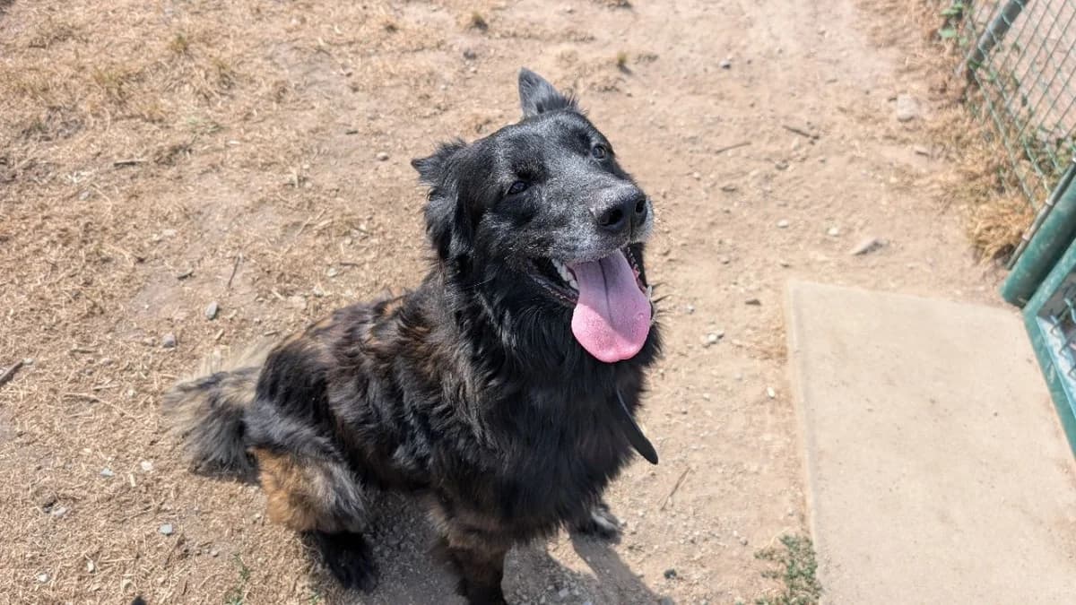 Açaï, male puppy Belgian Tervuren for adoption at SPA Vannes, Vannes