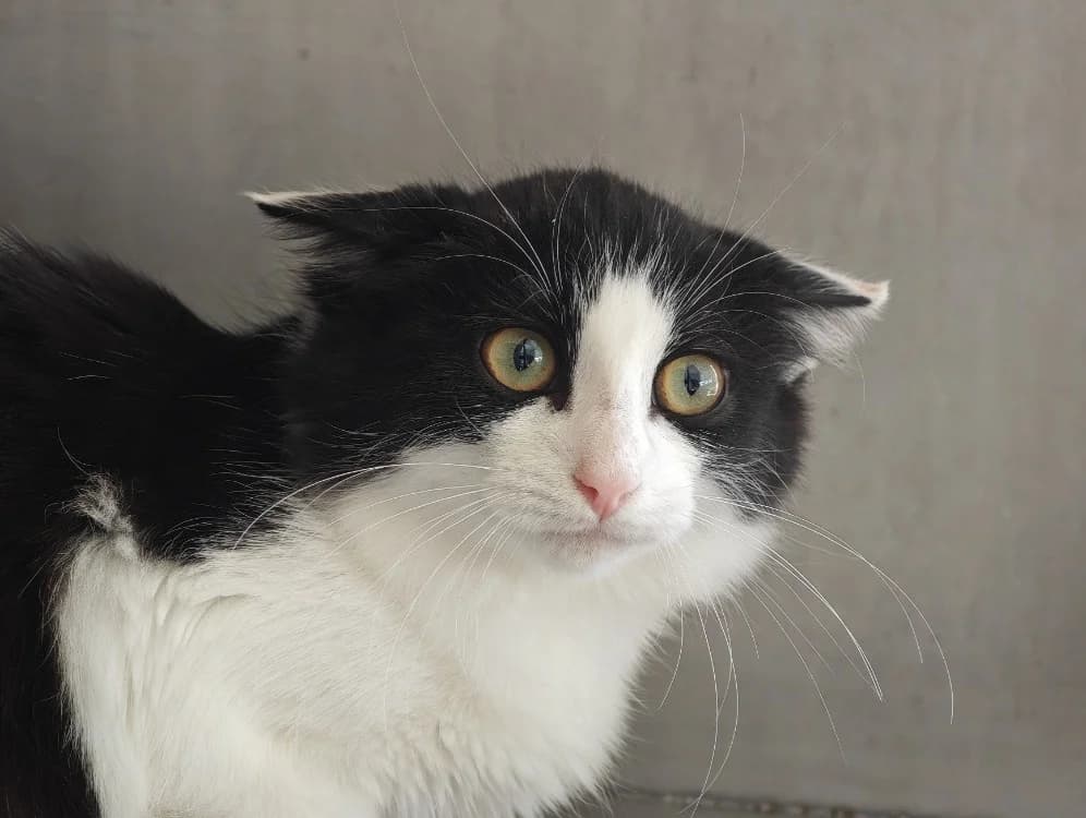 CRIQUETTE, female Mixed Breed for adoption at SPA Vannes, Vannes