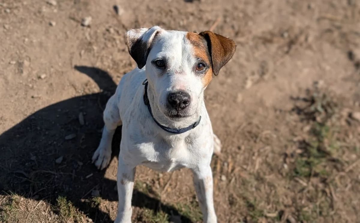 GUIPS, male 4yo Jack Russell Terrier for adoption at SPA Vannes, Vannes