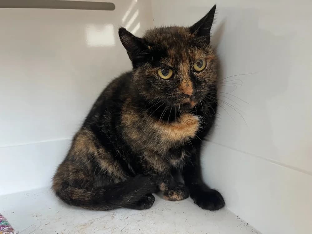 Crystal, female Mixed Breed for adoption at SPA Vannes, Vannes