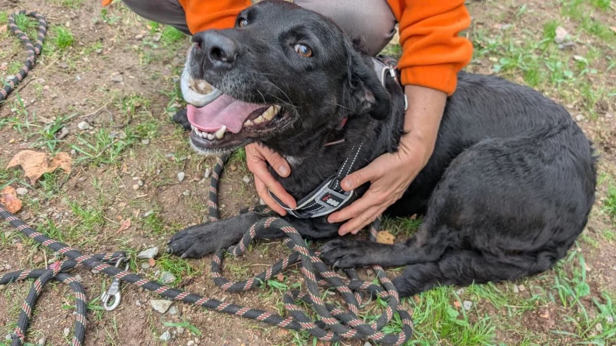 Sybelle, female 5yo Labrador Retriever for adoption at SPA Vannes, Vannes