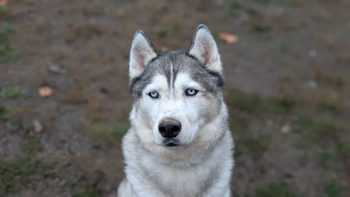 Ozy, male senior Husky for adoption at SPA Vannes, Vannes