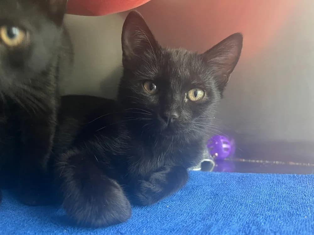 SOLINE, female puppy Mixed Breed for adoption at SPA Vannes, Vannes