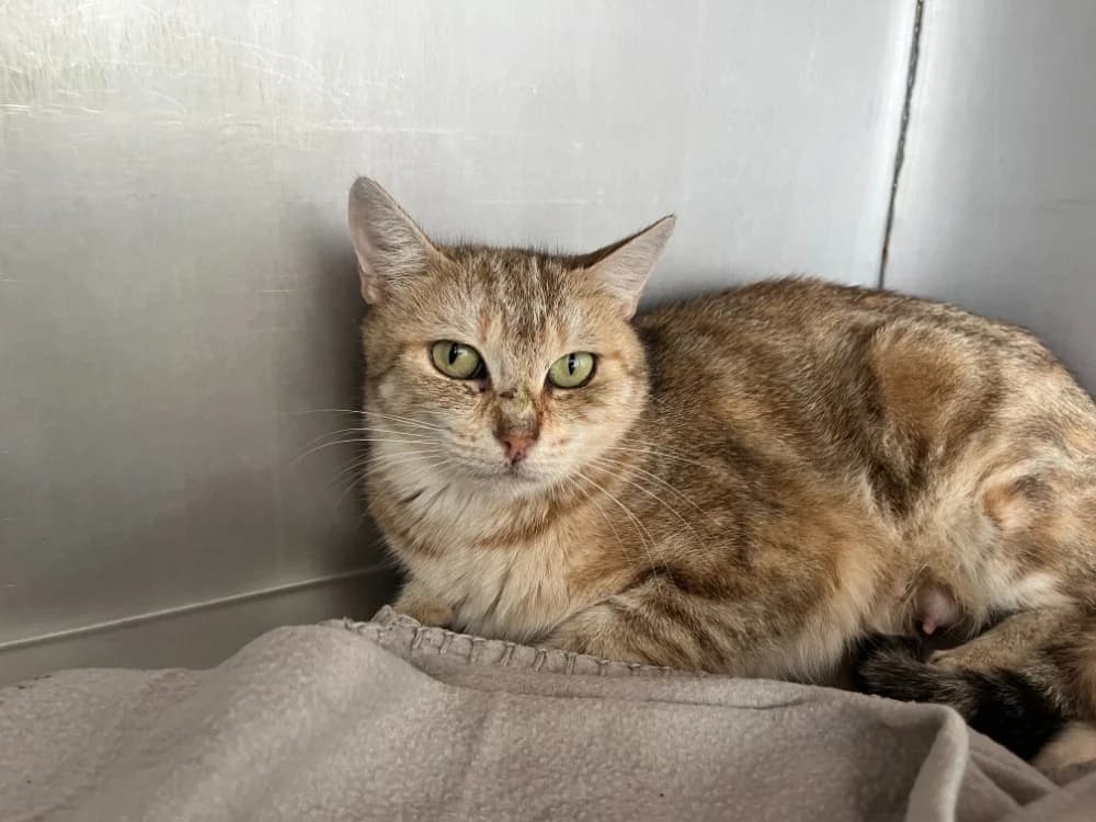 Maman, female young Mixed Breed for adoption at SPA Vannes, Vannes