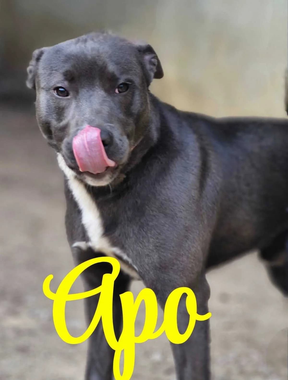 Apollon, male young Mixed Breed for adoption at S.P.A Vauclusienne, Piégon