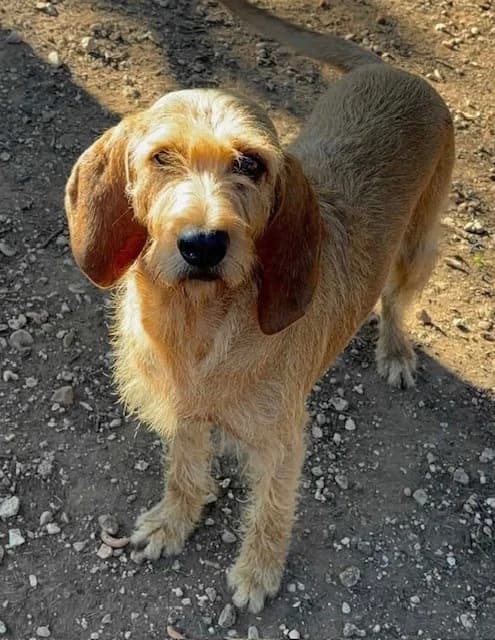 Asteria, female 6yo mixed breed for adoption at S.P.A Vauclusienne, Piégon
