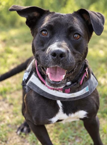 Athena, female young Staffordshire Bull Terrier for adoption at S.P.A Vauclusienne, Piégon