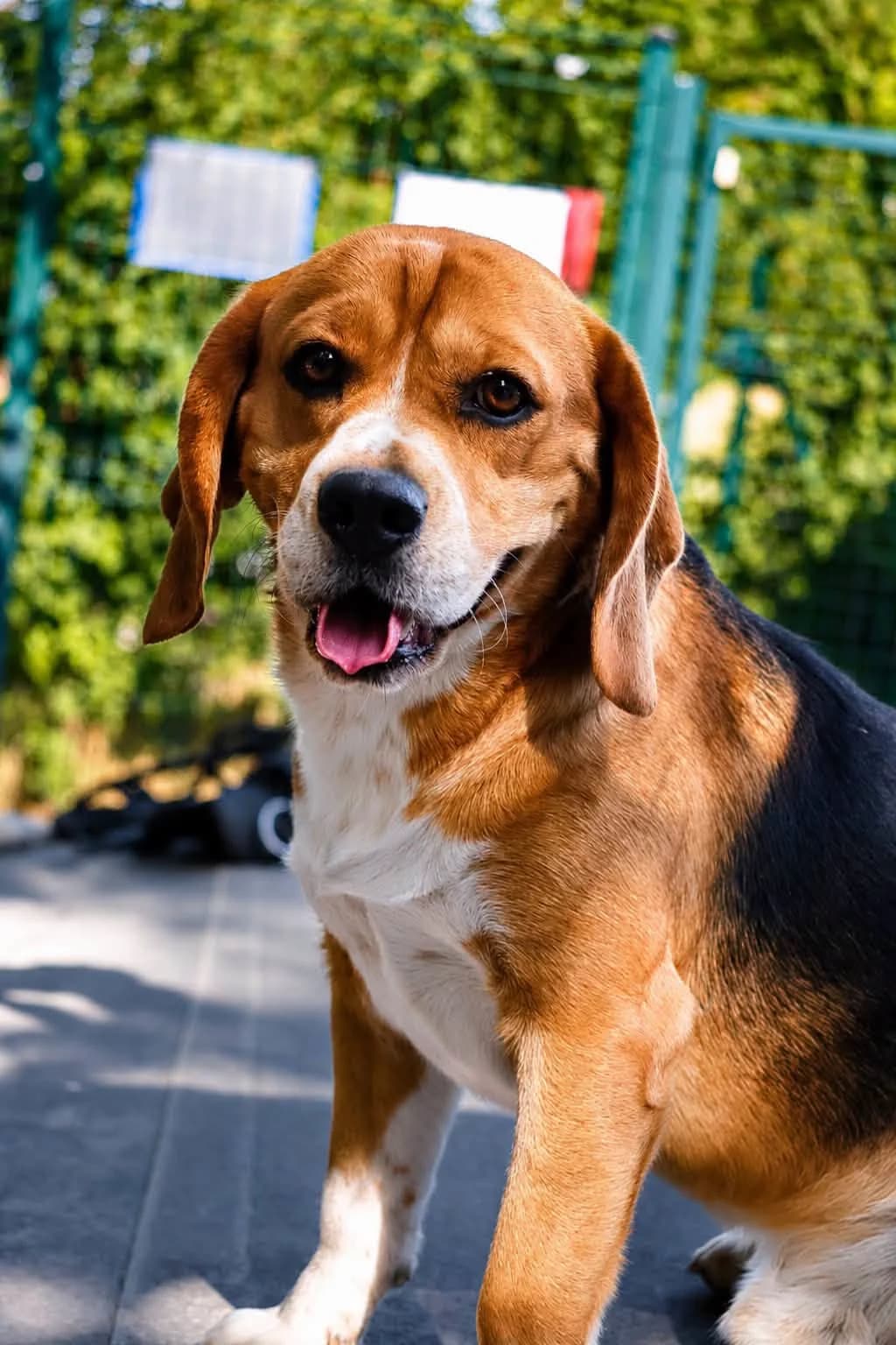 Bibi, male 3yo Beagle for adoption at S.P.A Vauclusienne, Piégon