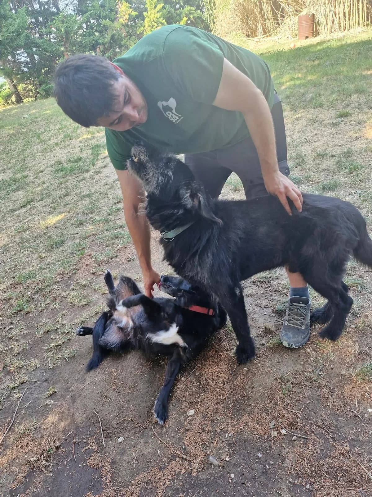 Bilou et Bobette, male senior Mixed Breed for adoption at S.P.A Vauclusienne, Piégon