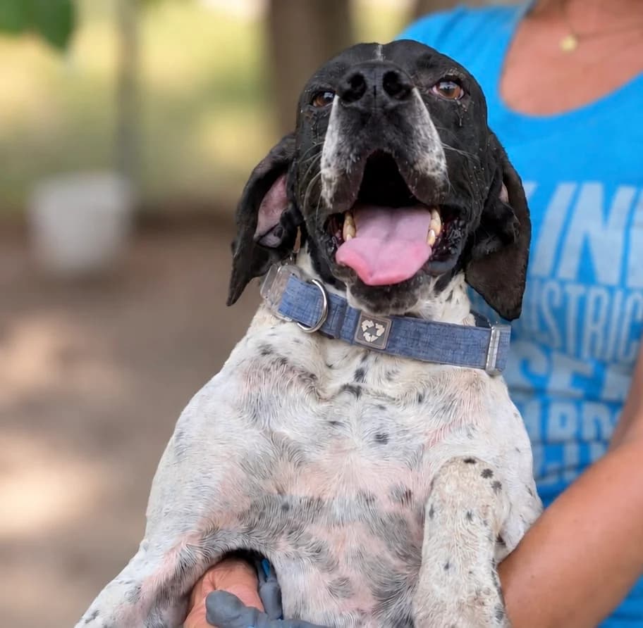 Boursin, male 4yo Pointer for adoption at S.P.A Vauclusienne, Piégon