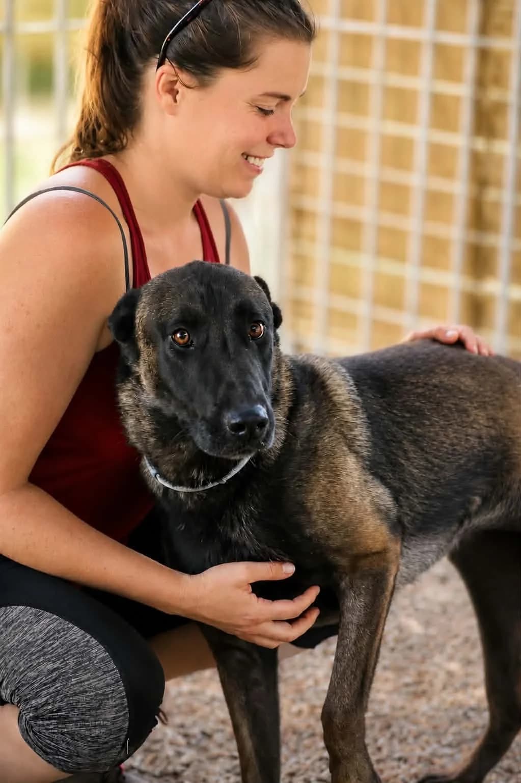 Bradley, male young Belgian Malinois for adoption at S.P.A Vauclusienne, Piégon