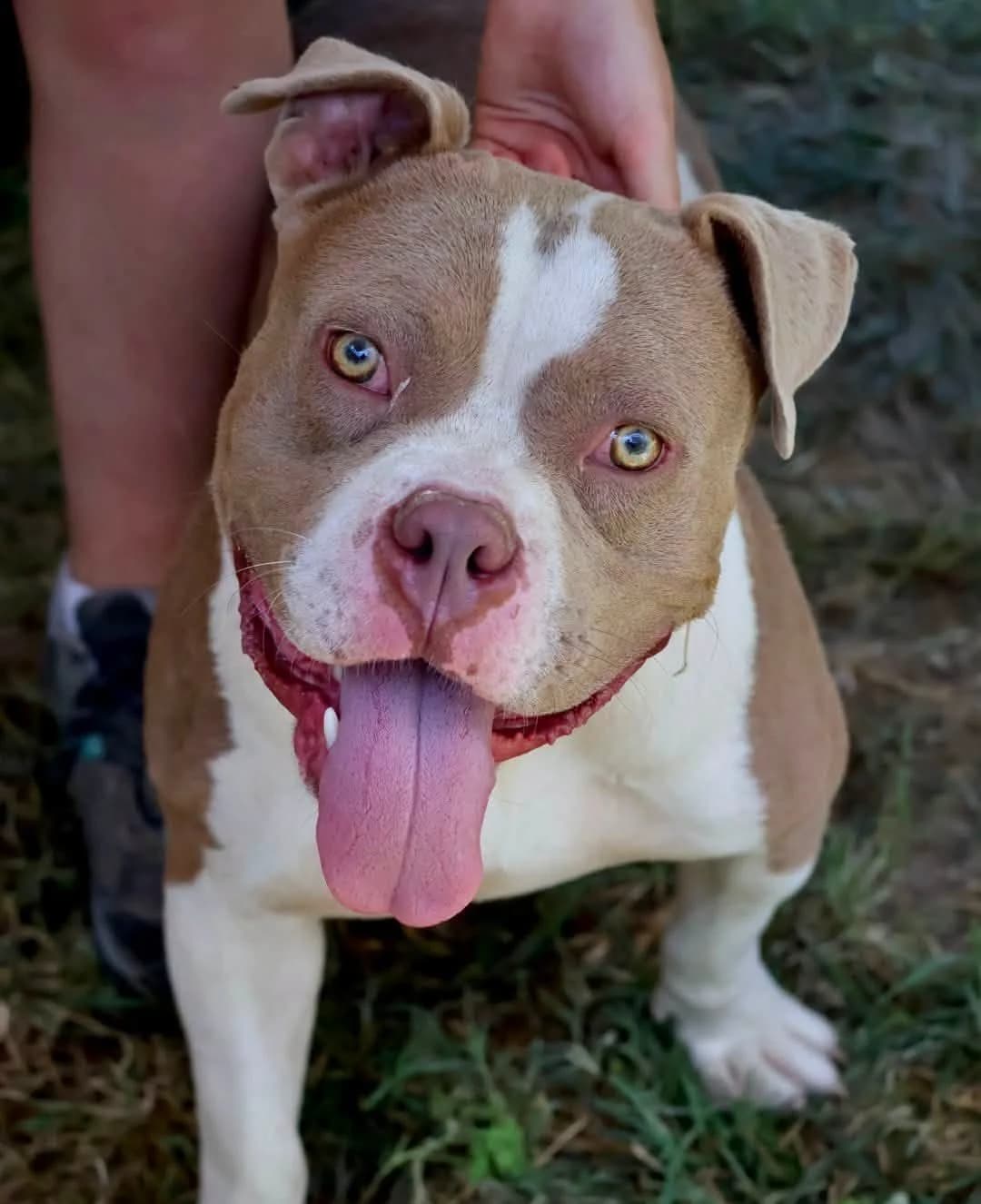 Broly, male young Mixed Breed for adoption at S.P.A Vauclusienne, Piégon
