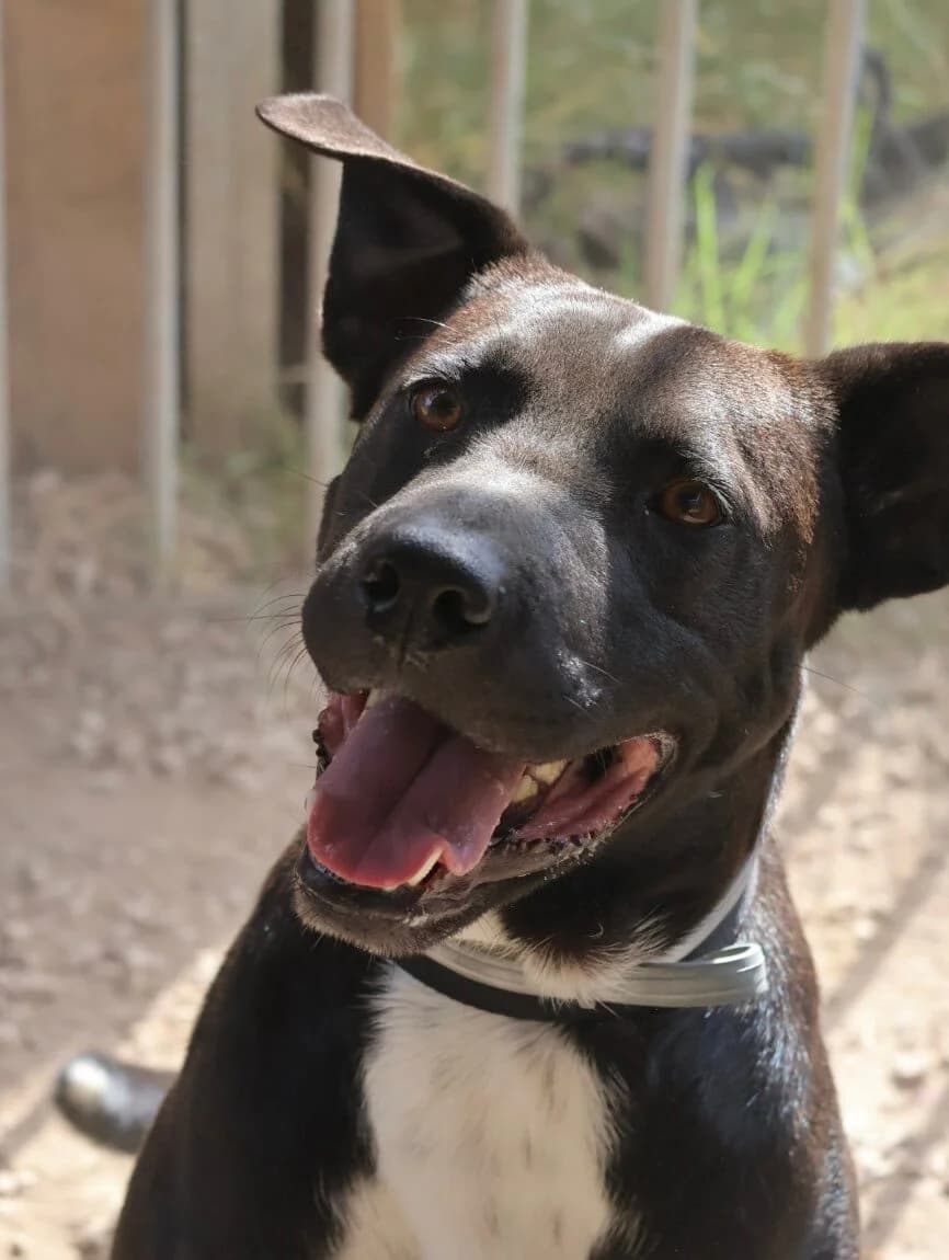 Brooklyn, male 4yo Labrador Retriever for adoption at S.P.A Vauclusienne, Piégon