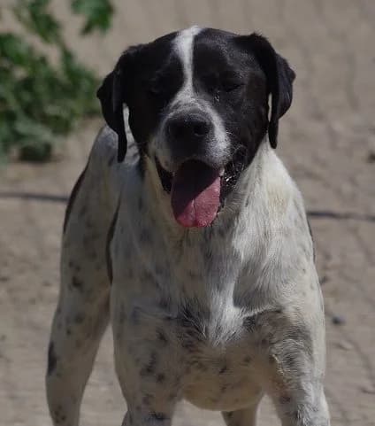 Calvin, male senior Pointer for adoption at S.P.A Vauclusienne, Piégon