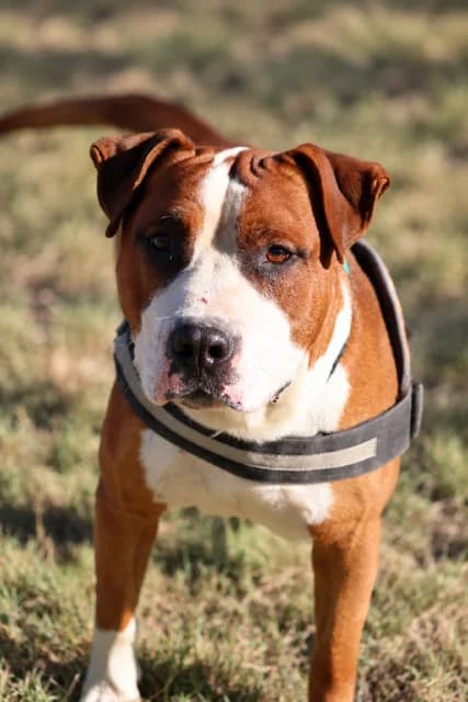Chabal, male young Mixed Breed for adoption at S.P.A Vauclusienne, Piégon