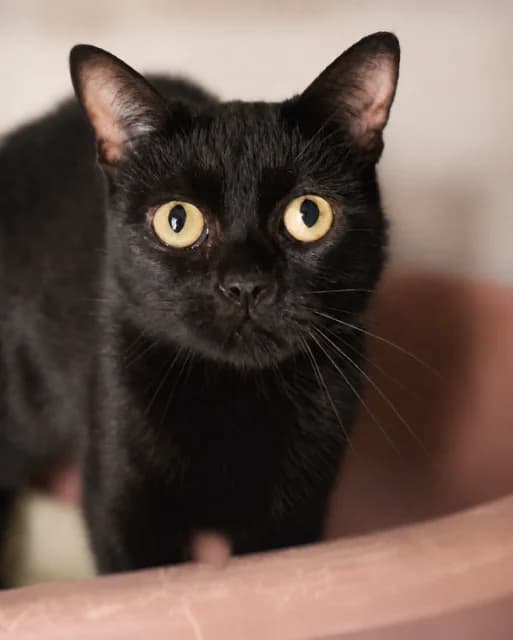 Dory, female young European Shorthair for adoption at S.P.A Vauclusienne, Piégon