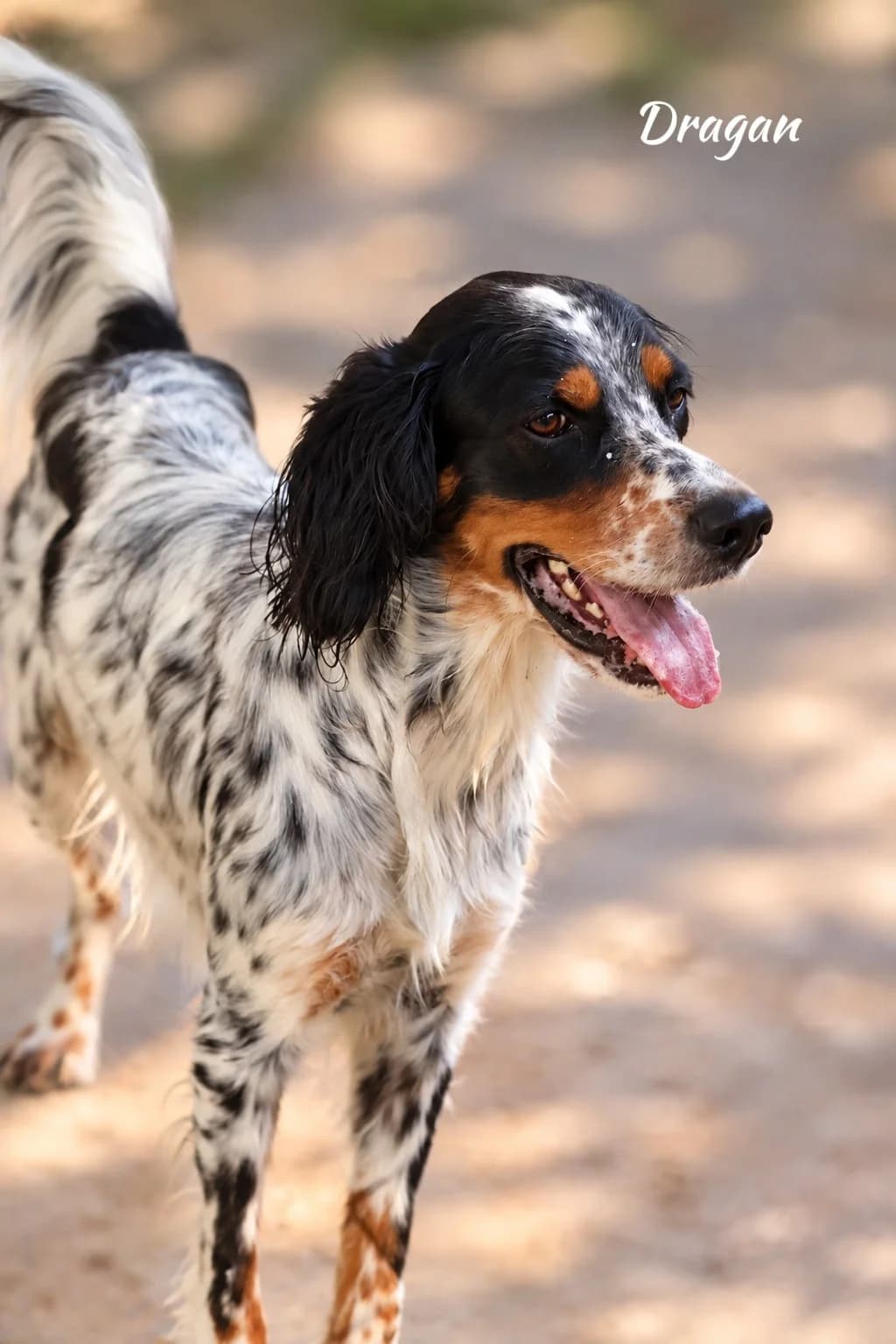 Dragan, male young English Setter for adoption at S.P.A Vauclusienne, Piégon