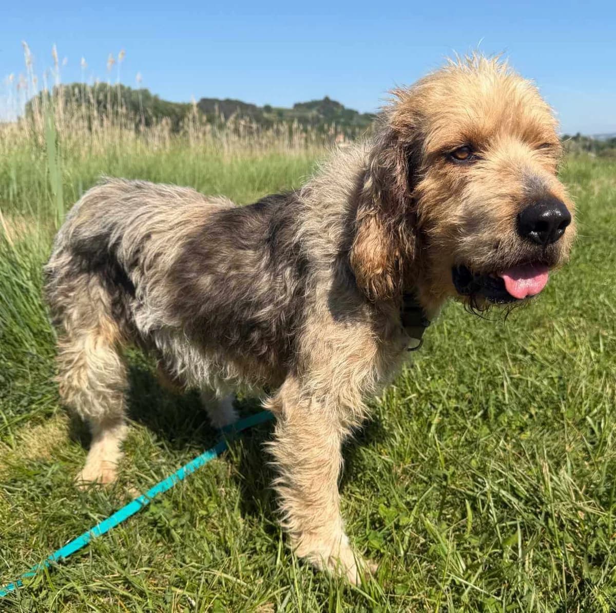 Griffon, male 6yo Mixed Breed for adoption at S.P.A Vauclusienne, Piégon