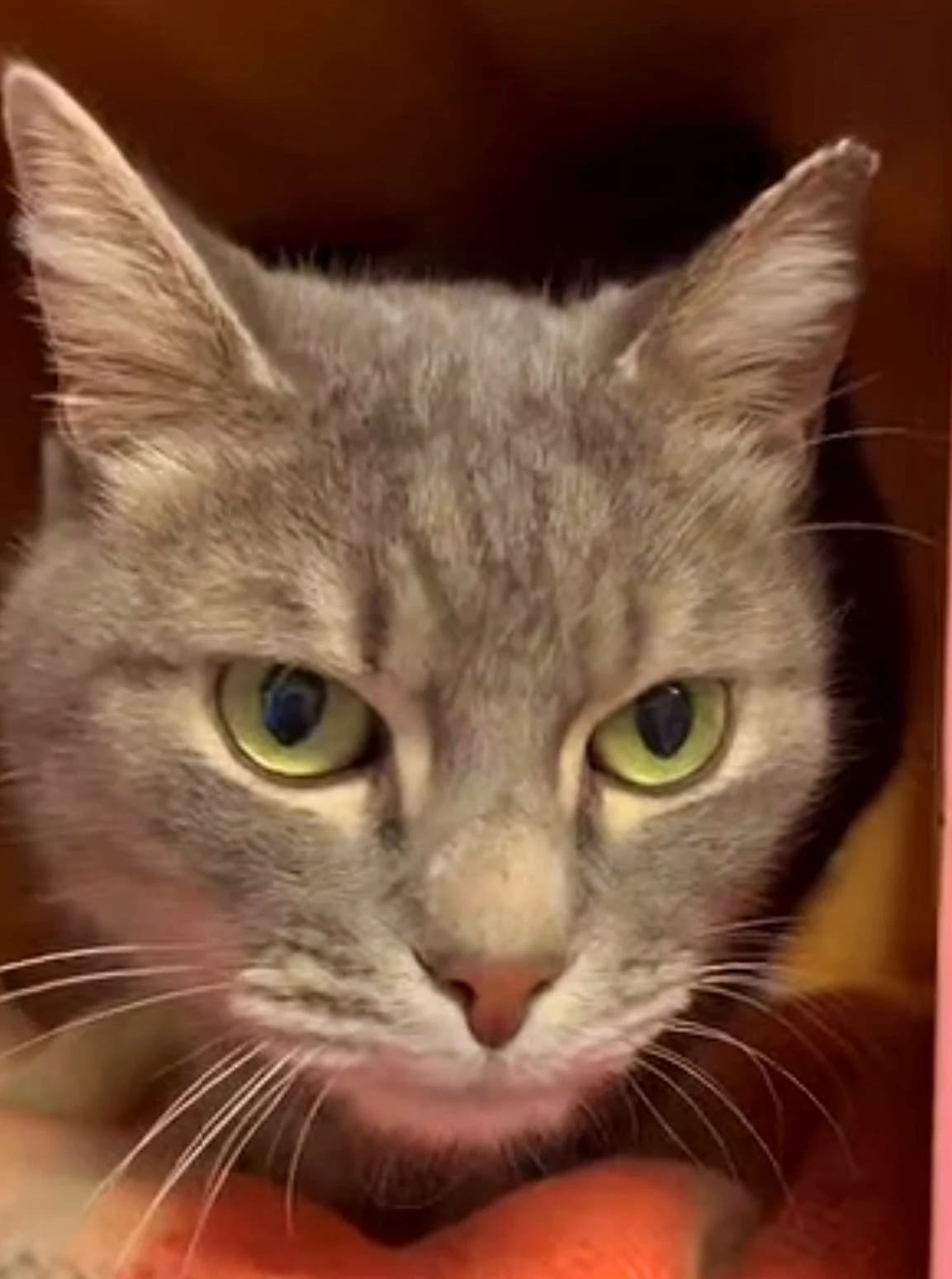 Grisouille, male senior European Shorthair for adoption at S.P.A Vauclusienne, Piégon