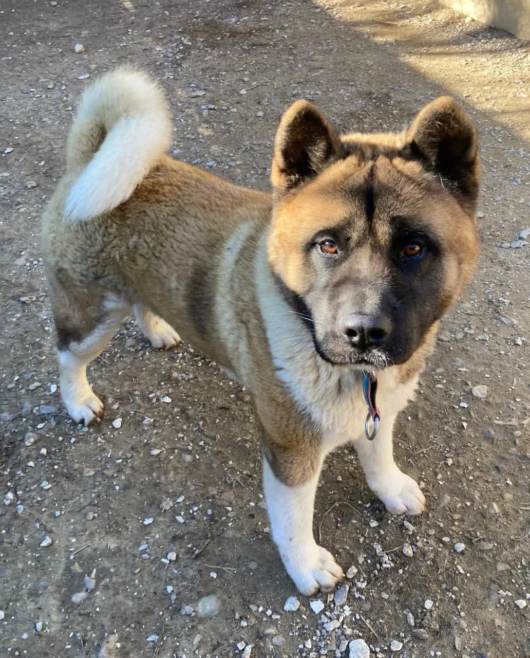 Hulk, male young Akita for adoption at S.P.A Vauclusienne, Piégon