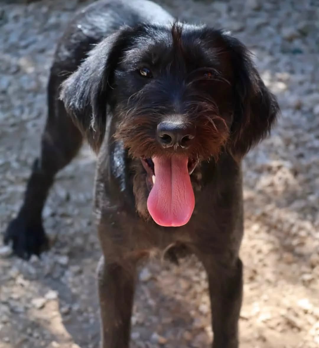 Icare, male puppy Mixed Breed for adoption at S.P.A Vauclusienne, Piégon