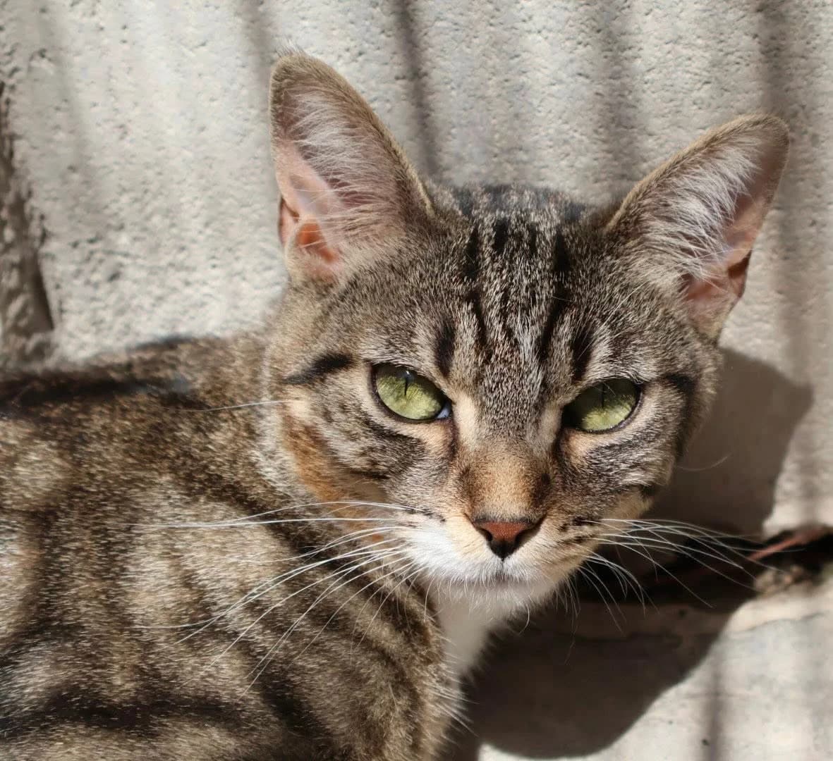 Josy, female young European Shorthair for adoption at S.P.A Vauclusienne, Piégon