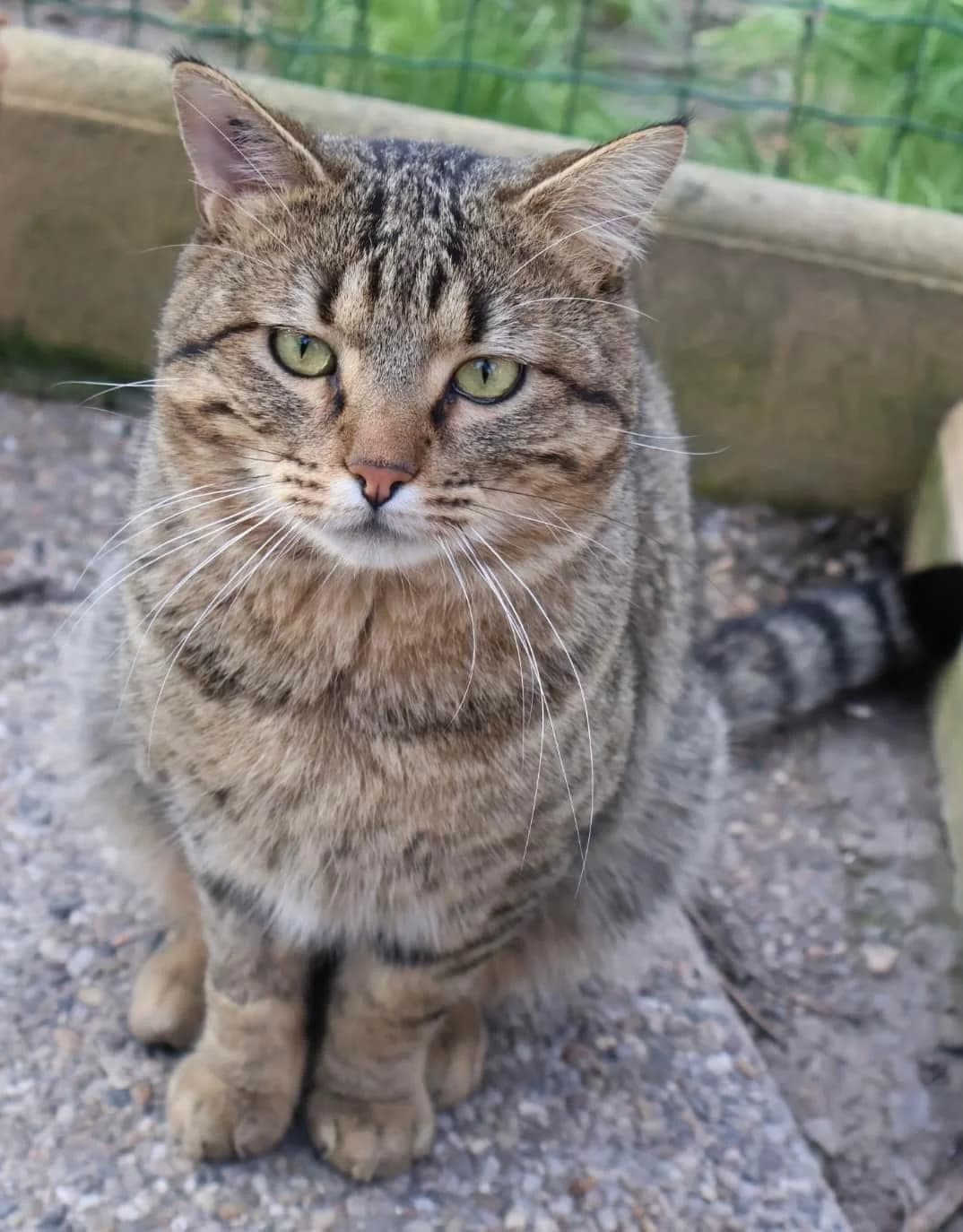 Keito, male 4yo European Shorthair for adoption at S.P.A Vauclusienne, Piégon