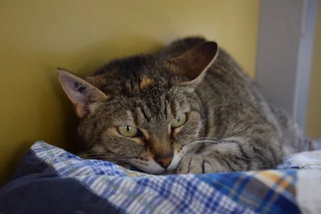 Kezia, female senior European Shorthair for adoption at S.P.A Vauclusienne, Piégon