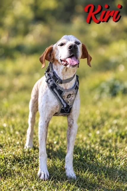 Kiri, male senior Mixed Breed for adoption at S.P.A Vauclusienne, Piégon