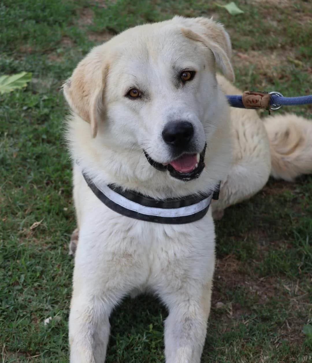 Léon, male 4yo Mixed Breed for adoption at S.P.A Vauclusienne, Piégon
