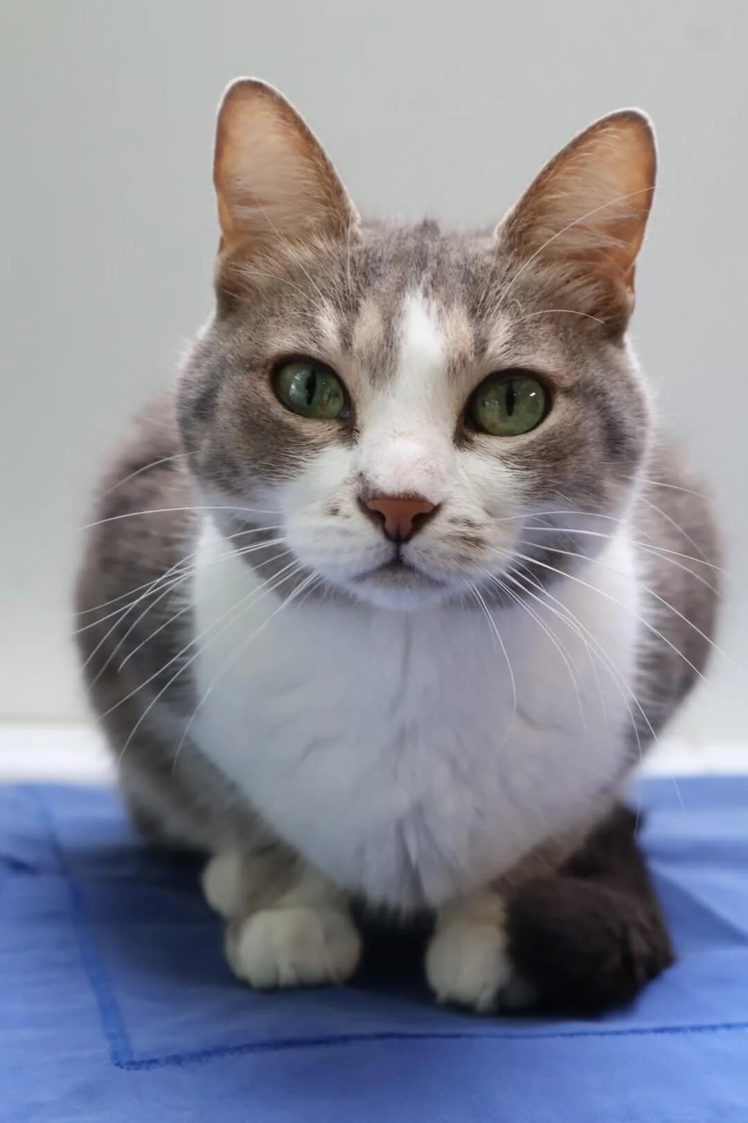 Lilou, female young European Shorthair for adoption at S.P.A Vauclusienne, Piégon