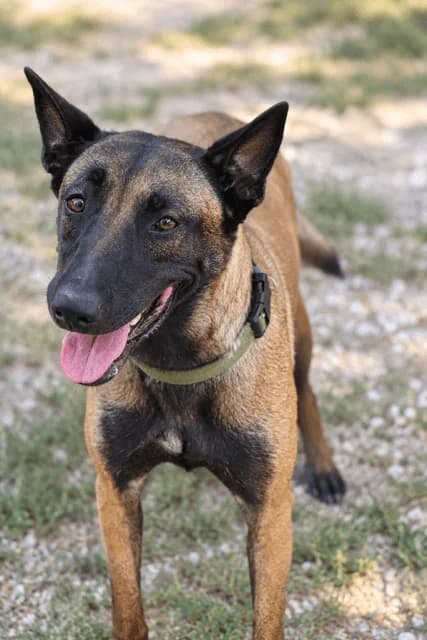 Lily, female young Belgian Malinois for adoption at S.P.A Vauclusienne, Piégon