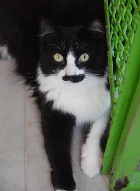 Lisy, female 4yo European Shorthair for adoption at S.P.A Vauclusienne, Piégon